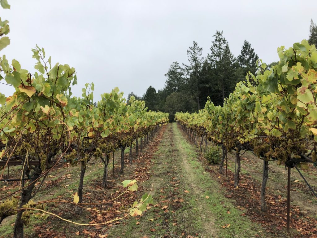 Charles Heintz Vineyard