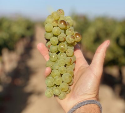 Las Brisas Vineyard